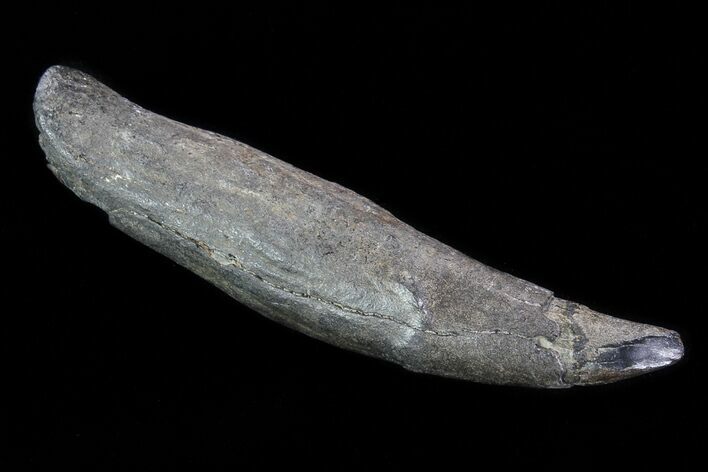 Fossil Pygmy Sperm Whale (Kogiopsis) Tooth #78228
